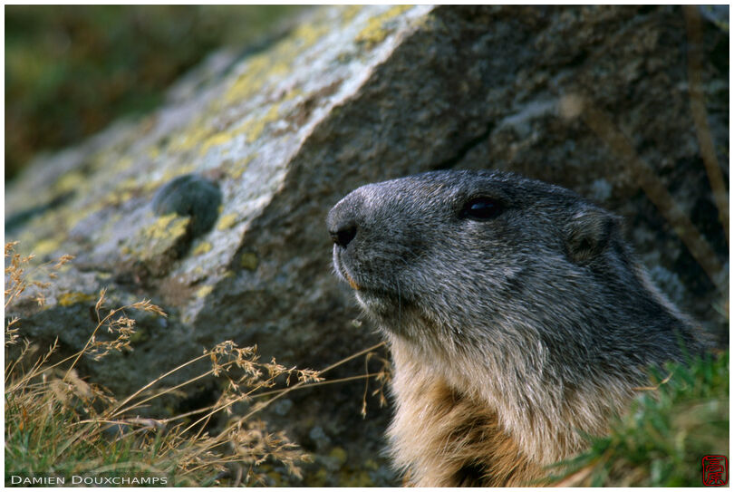 A marmot above Arolla