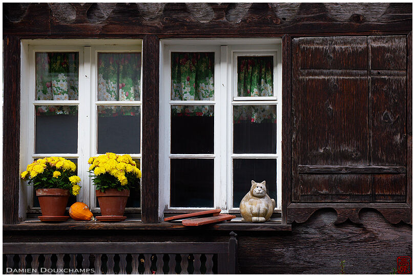 Cat guarding the windows of a chalet