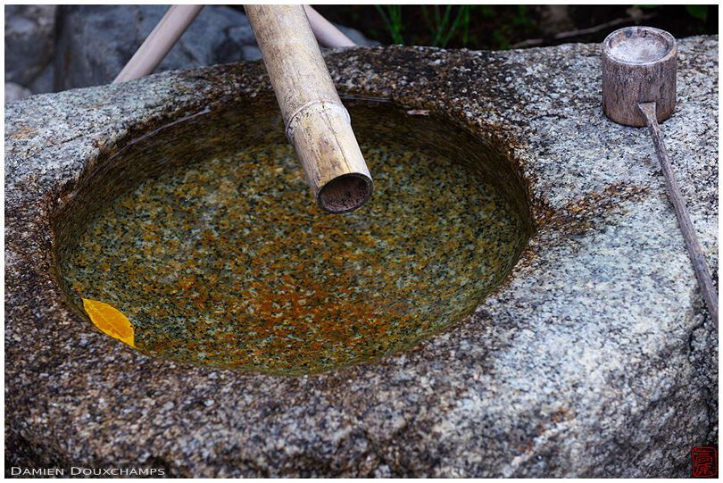 Golden leaf floating in a stone  wash basin