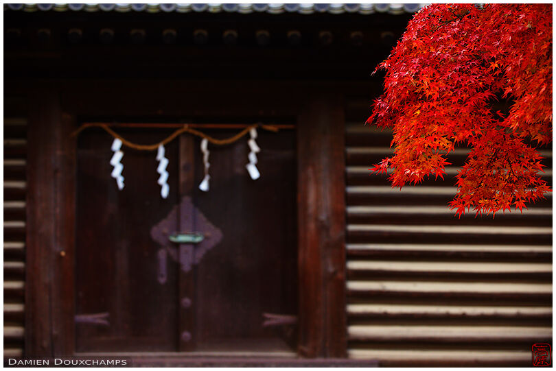 Temple doors with red maple tree