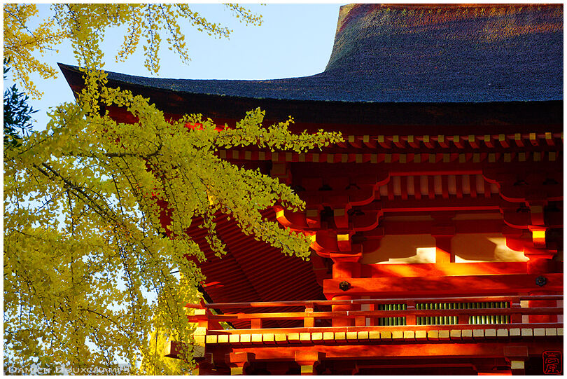 The main gate of the shrine with ginko tree