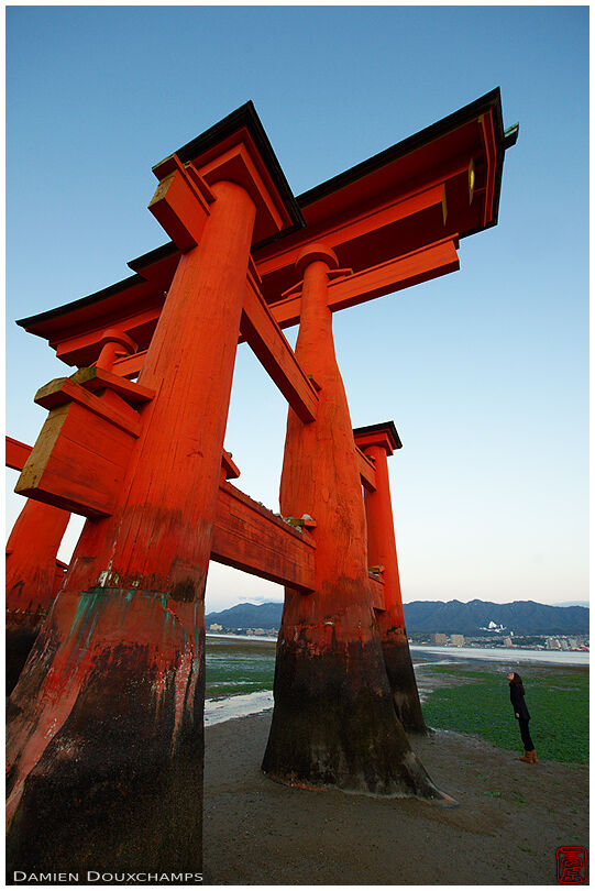 Looking up at the torii