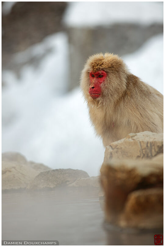 Snow monkey and fuming hot spring bath (Jigokudani monkey park 地獄谷野猿公苑)
