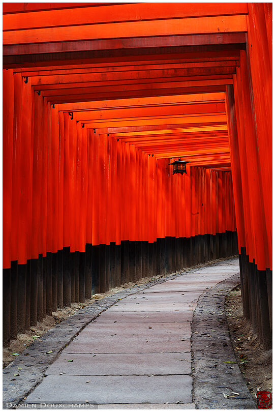 Path under torii in Fushimi Inari shrine (伏見稲荷大社)