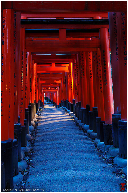 Evening walk under torii (Fushimi Inari shrine 伏見稲荷大社)