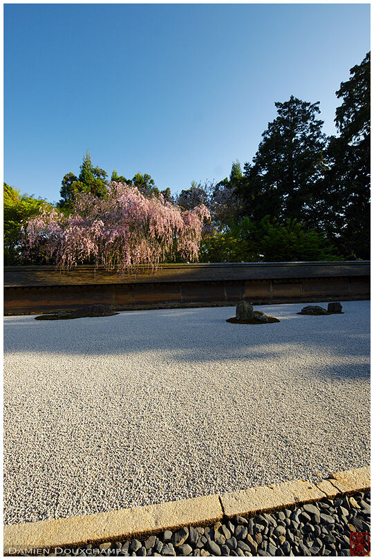 Rock garden in spring (Ryoanji 竜安寺)