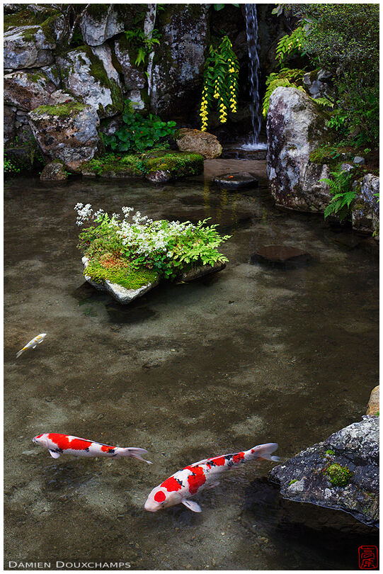 Pond with waterfall and carps, Jikko-in (実光院)