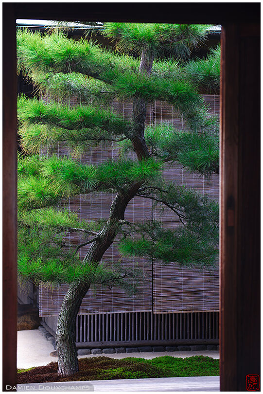 Window on pine tree, Zuiho-in (瑞峯院)