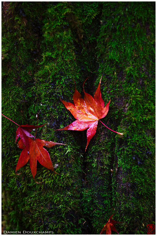 Fallen maple leaves on mossy bark (Saimyo-ji 西明寺)