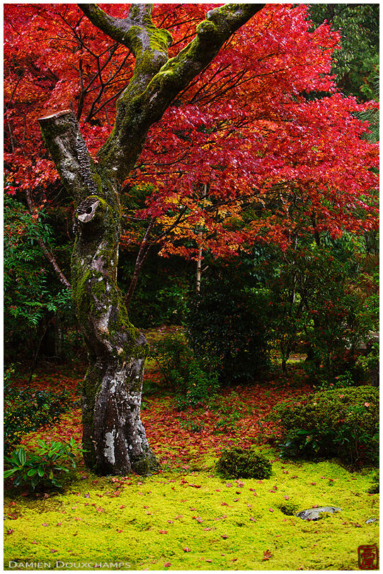 Moss garden in autumn (Saimyo-ji 西明寺)
