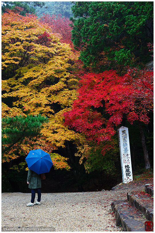 Rainy autumn day in Jingo-ji (神護寺)