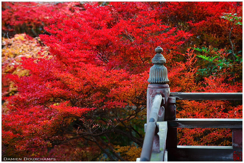 Autumn colors (Bishamon-do 毘沙門堂)