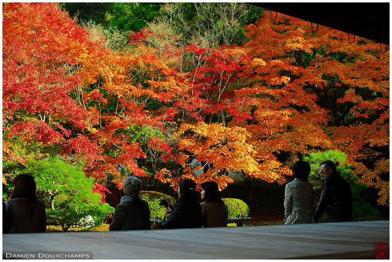 Enjoying autumn colors (Tenja-an 天授庵)
