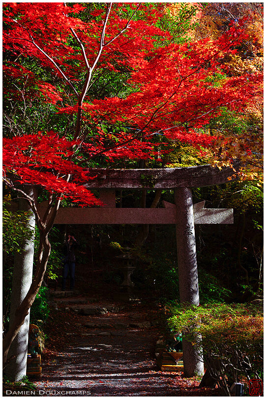 Torii in autumn (Sekizanzenin 赤山禅院)