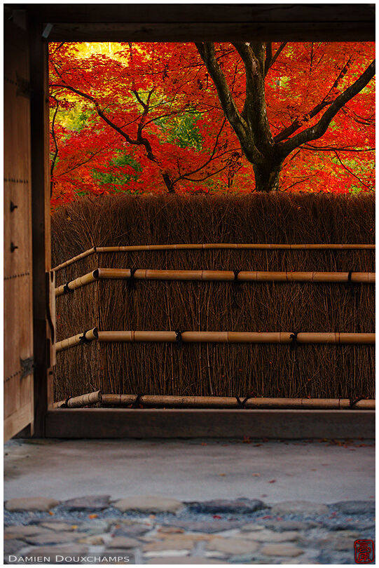 Autumn foliage at temple entrance (Suzumushi-dera 鈴虫寺)