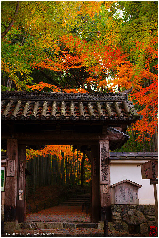 Temple entrance in autumn (Jizo-in 地蔵院)