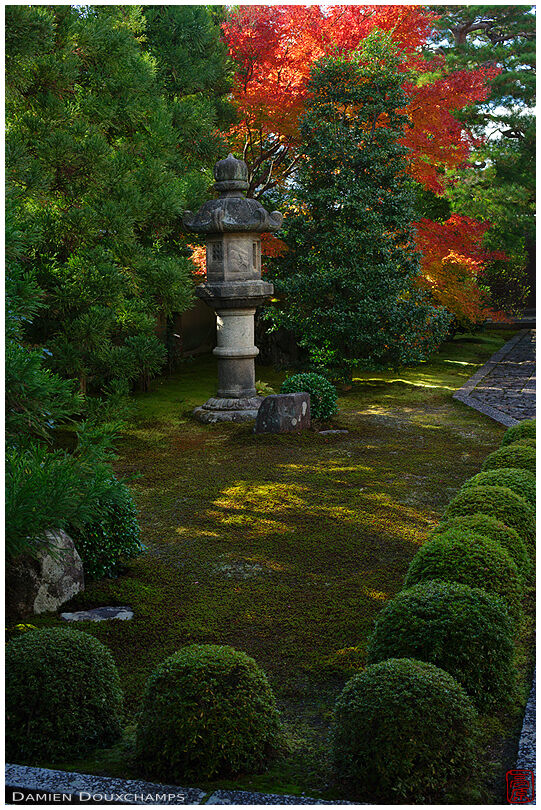Lantern and red maple tree at temple entrance (Ryogen-in 龍源院)