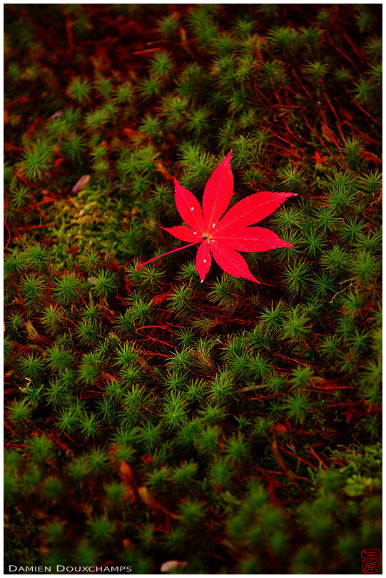 Fallen red maple leaf on moss garden (Oobai-in 黄梅院)
