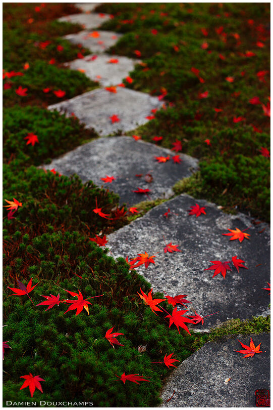 Fallen red maple leaves on moss garden (Oobai-in 黄梅院)