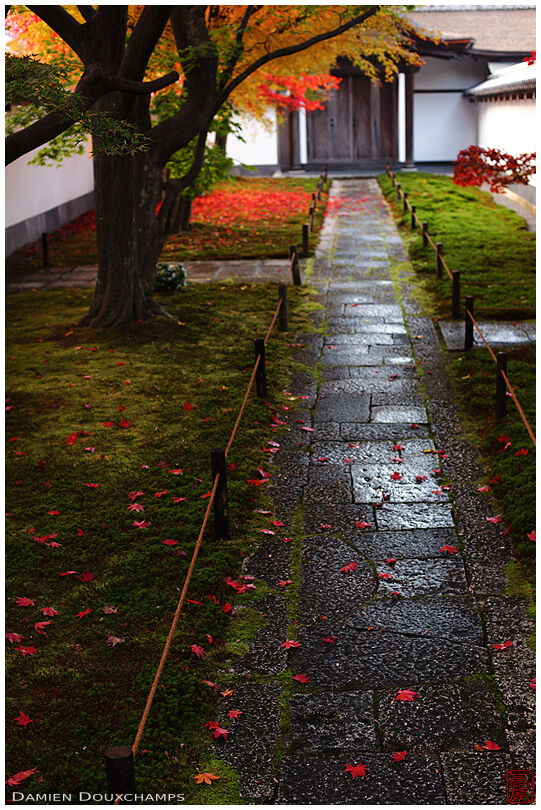 Courtyard in autumn (Oobai-in 黄梅院)