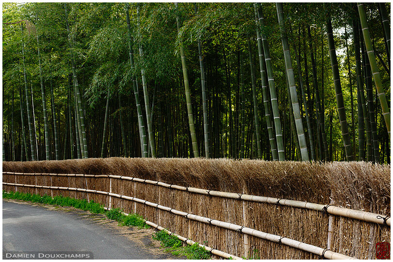 Road in bamboo forest