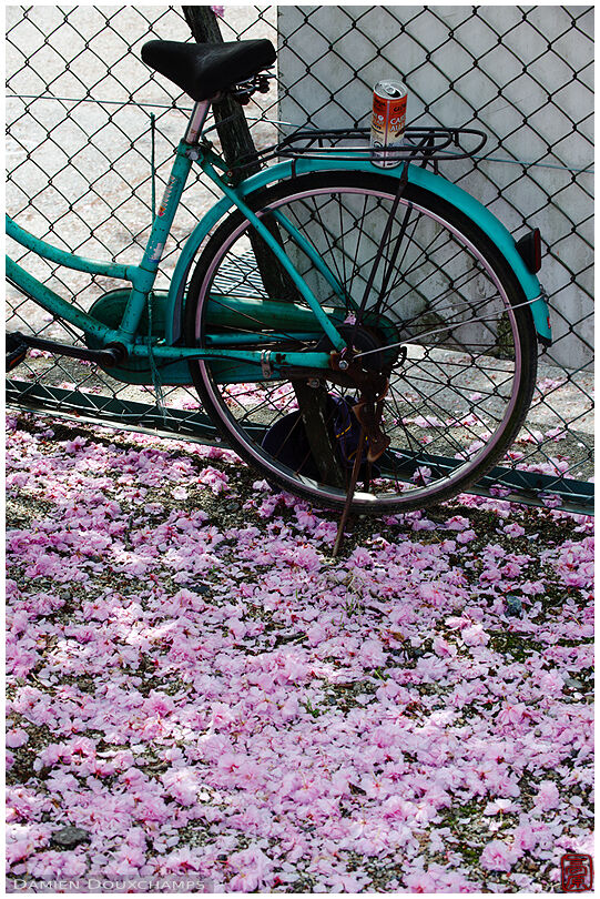 Bicycle rusting among fallen cherry blossom