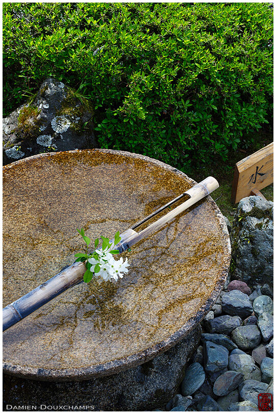 Floral decoration on water basin in Enko-ji temple's zen garden