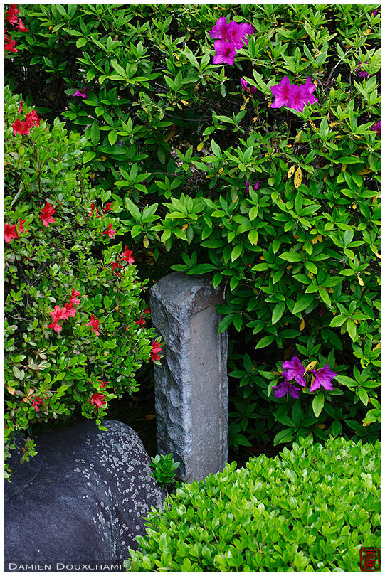 Old carved stone marker among satsuki and tsutsuji rhododendrons, Jinko-in temple, Kyoto, Japan