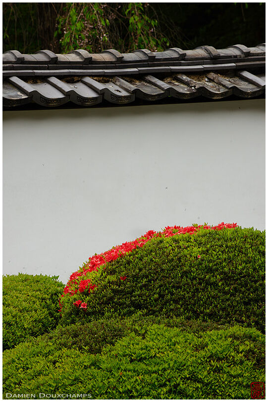 Rhododendron bushes in zen garden, Shoden-ji temple