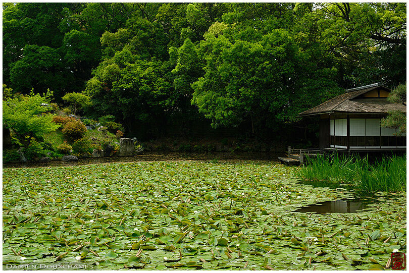 Water lilies pond with tea house, Shosei-en park