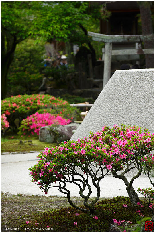 Summer flowers in zen garden, Ginkaku-ji temple