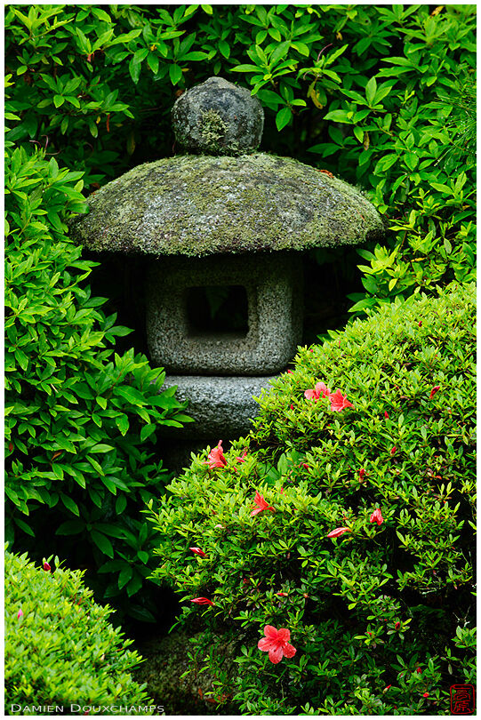Stone lantern hidden in rhododendrons, Anraku-ji temple