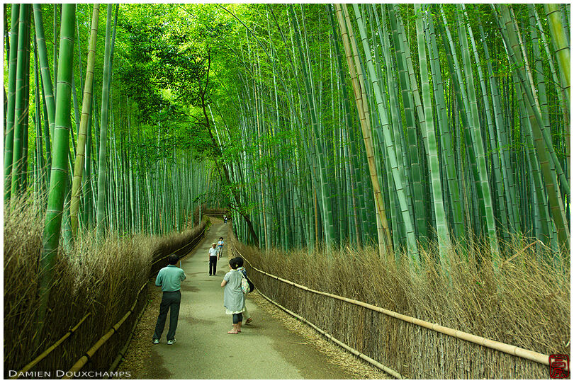 Bamboo alley, Arashiyama