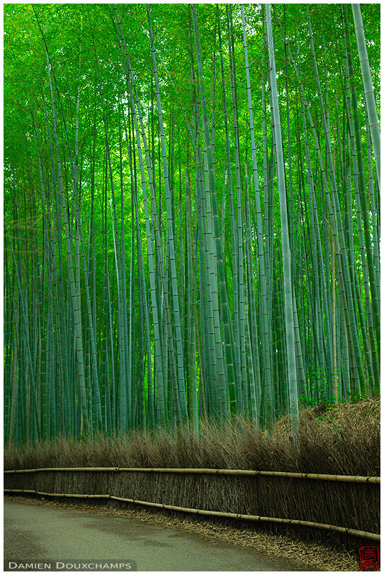 Bamboo alley, Arashiyama