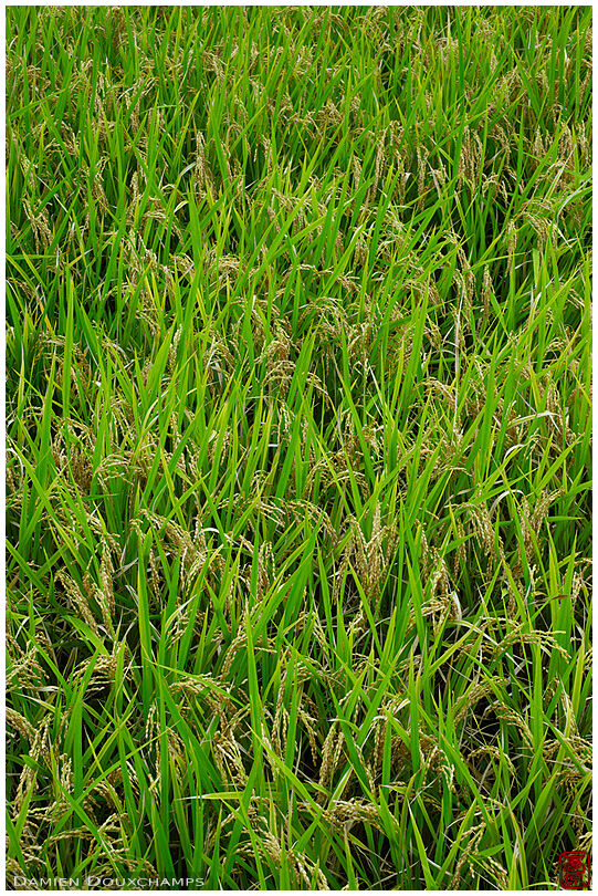 Rice field before harvest