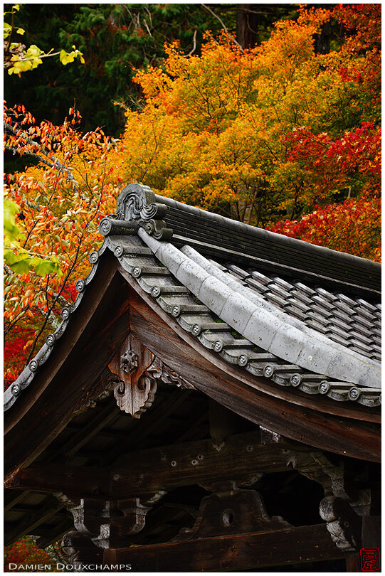 Roof structure in autumn, Shoin-in temple