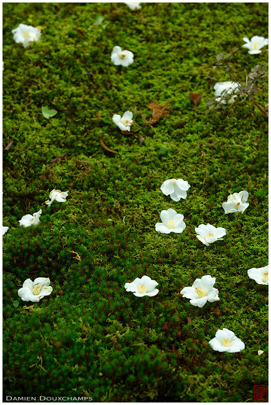 White flowers on moss garden, Ikkai-in temple