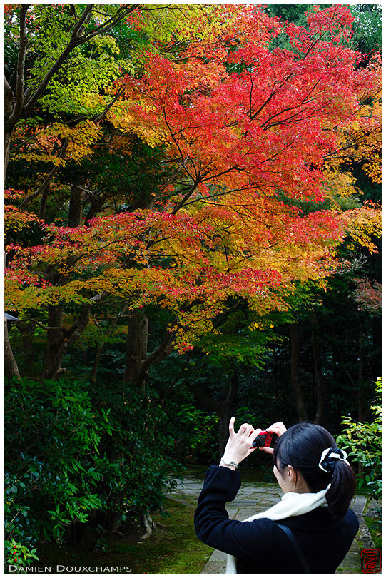 Woman photographing autumn colours, Sokuso-in temple
