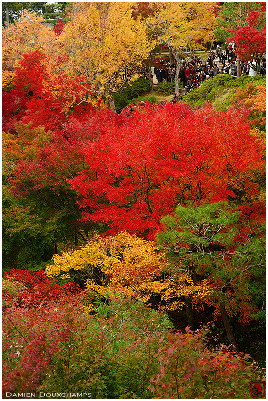 Tourists enjoying autumn colours, Tofuku-ji temple