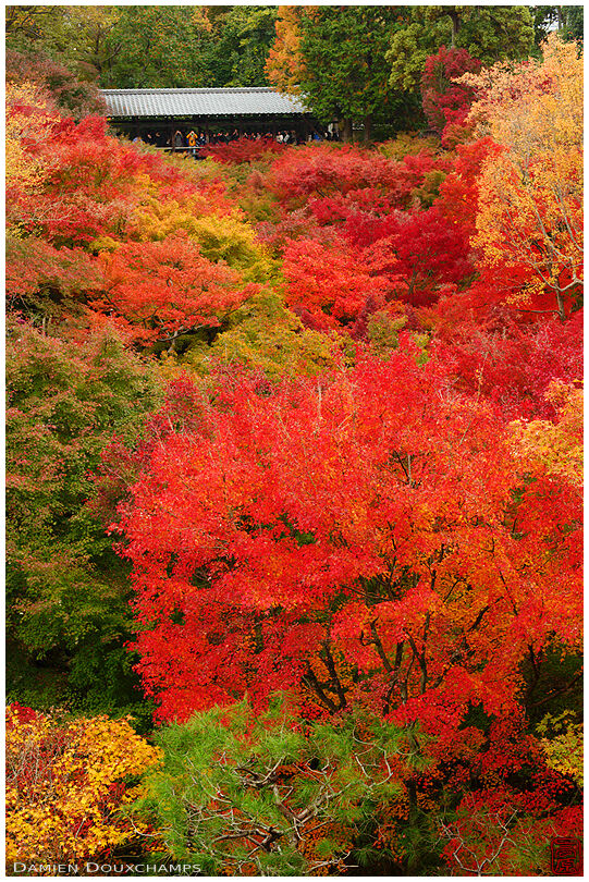 Autumn colours, Tofuku-ji temple