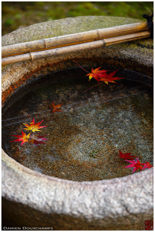 Water basin with maple leaves, Isui-en gardens