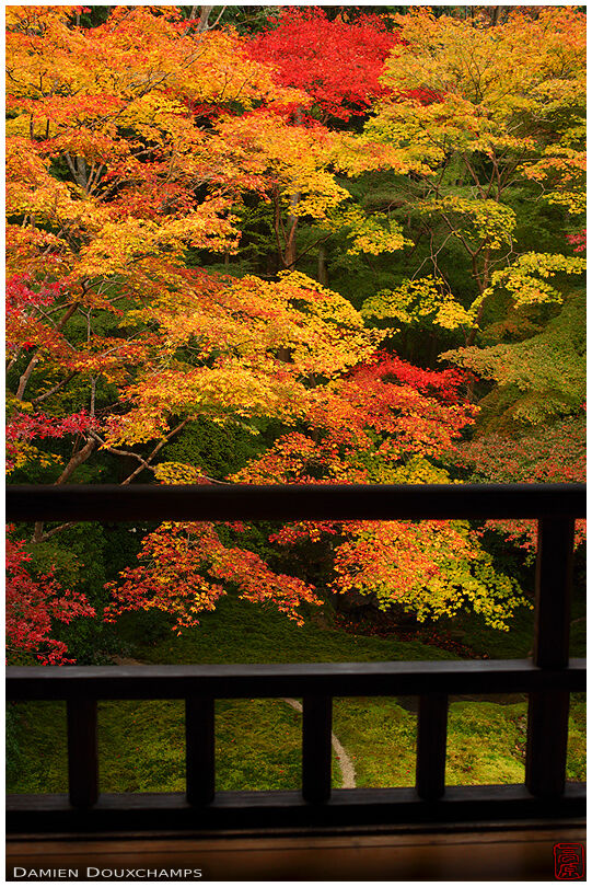 Autumn colours from balcony, Ruriko-in temple