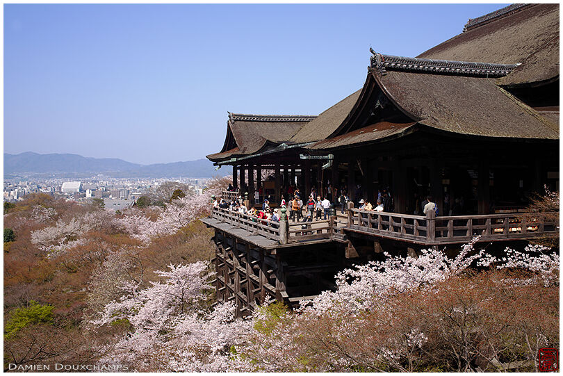 Cherry blossoms around the terrace of Kiyomizu-dera temple, Kyoto, Japan
