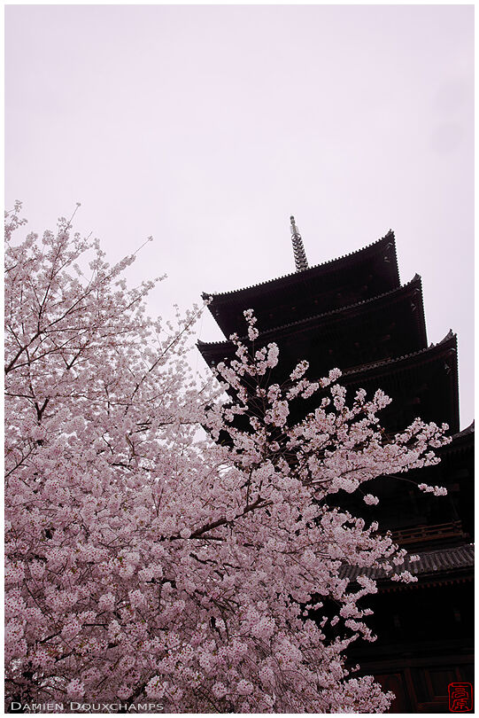 Pink cherry blossoms and dark pagoda, To-ji temple, Kyoto, Japan