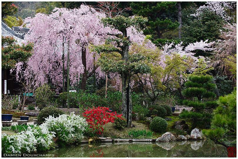 Shidare sakura blooming over the pond of Hokongo-in temple, Kyoto, Japan