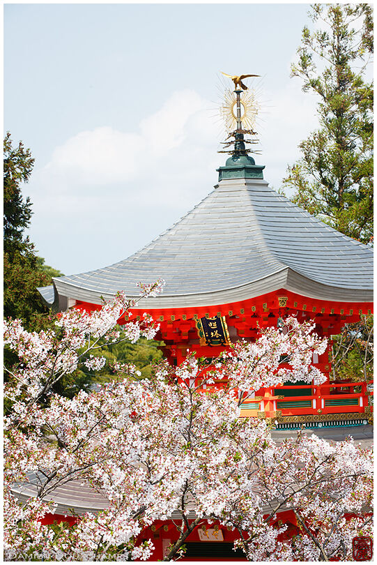 Red pagoda and cherry blossoms, Shobo-ji temple, Kyoto, Japan