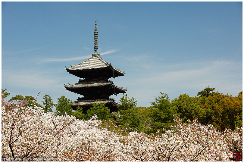 Ninna-ji temple's pagodaand cherry blossoms, Kyoto, Japan