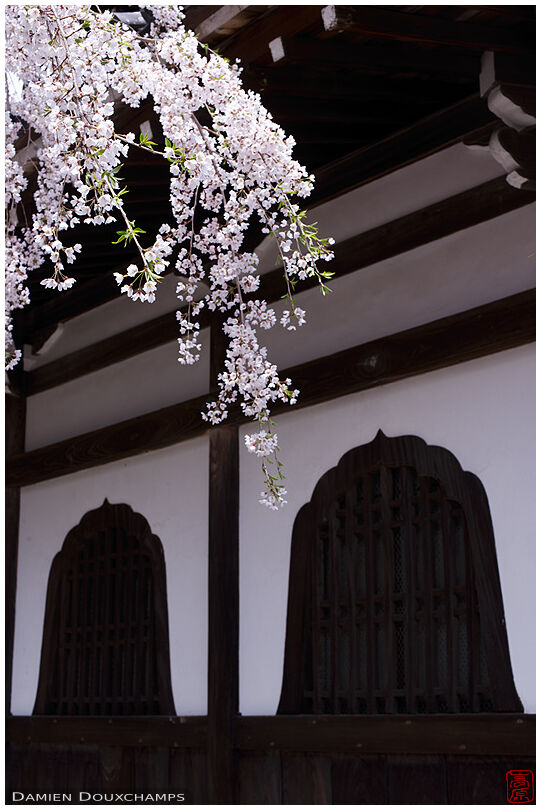 Cherry blossoms and bellflower-shaped windows, Yoshimine-dera temple, Kyoto, Japan