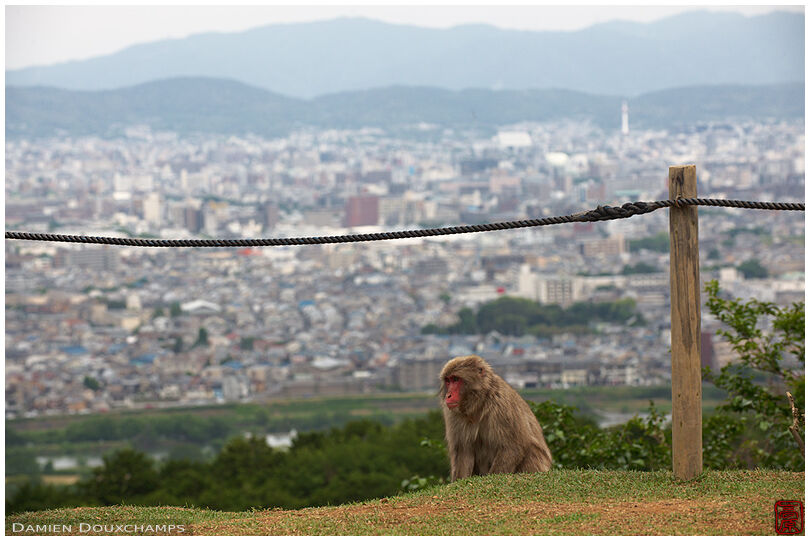Japanese macaque on a hill overlooking Kyoto city, Japan