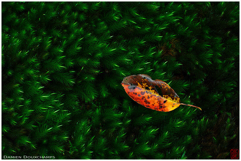 Red autumn leaf on fresh green moss, Ruriko-in temple, Kyoto, Japan